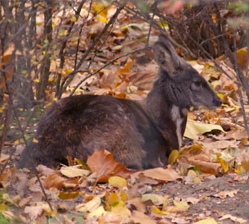 Alpine musk deer